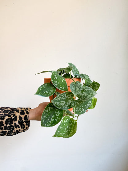 Pierre (Scindapsus) - Alma Plantes