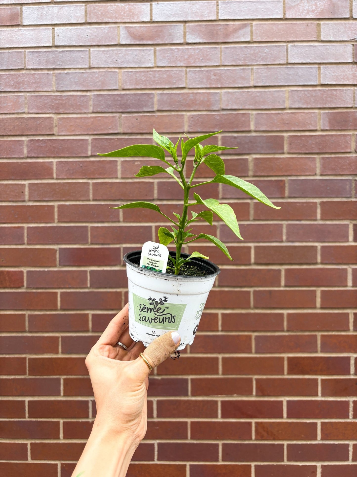 Piment fort jalapeno - Alma Plantes