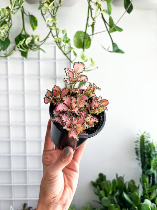 Pink Anne (Fittonia) - Alma Plantes