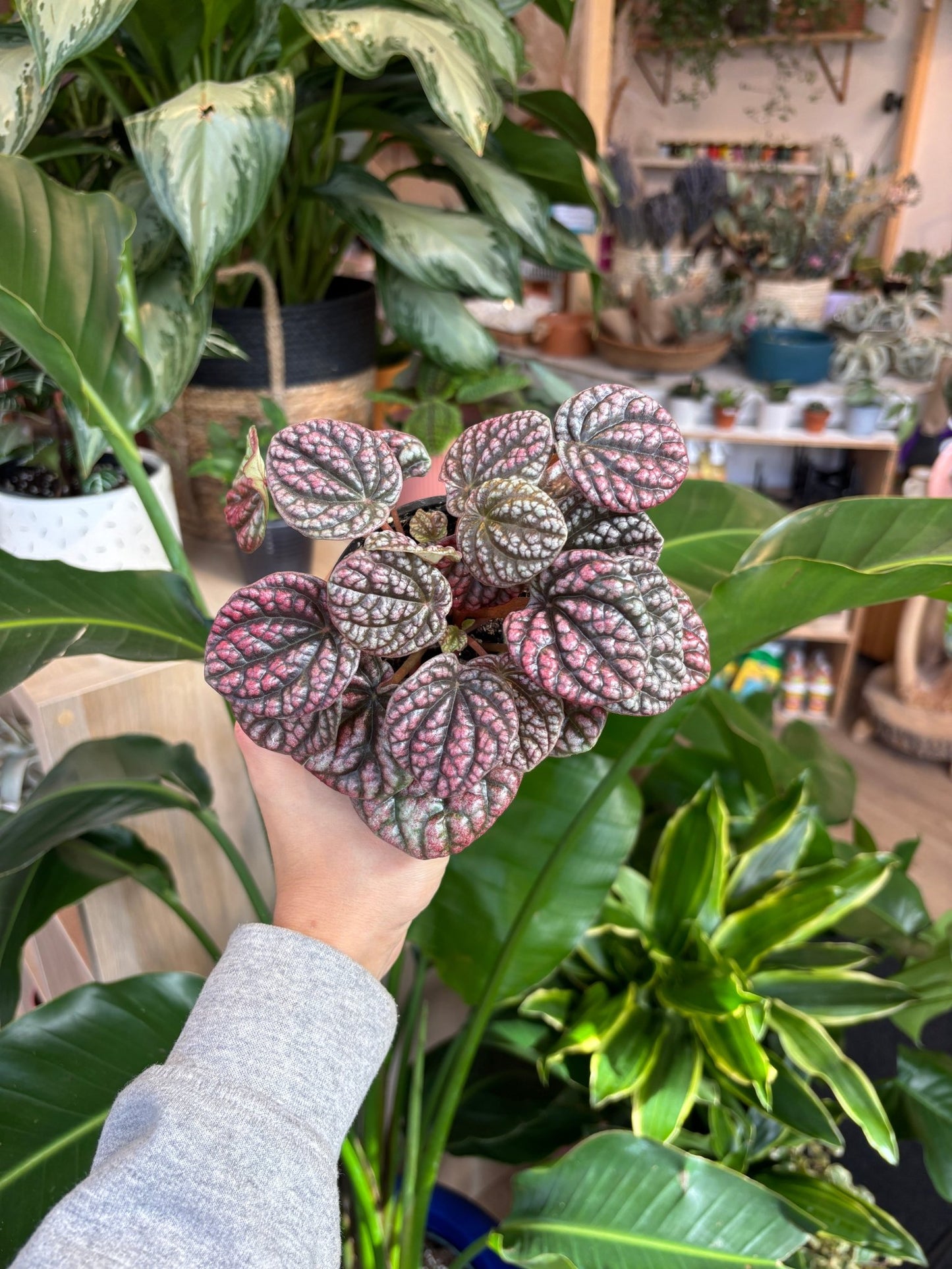 Pobo (Peperomia) - Alma Plantes