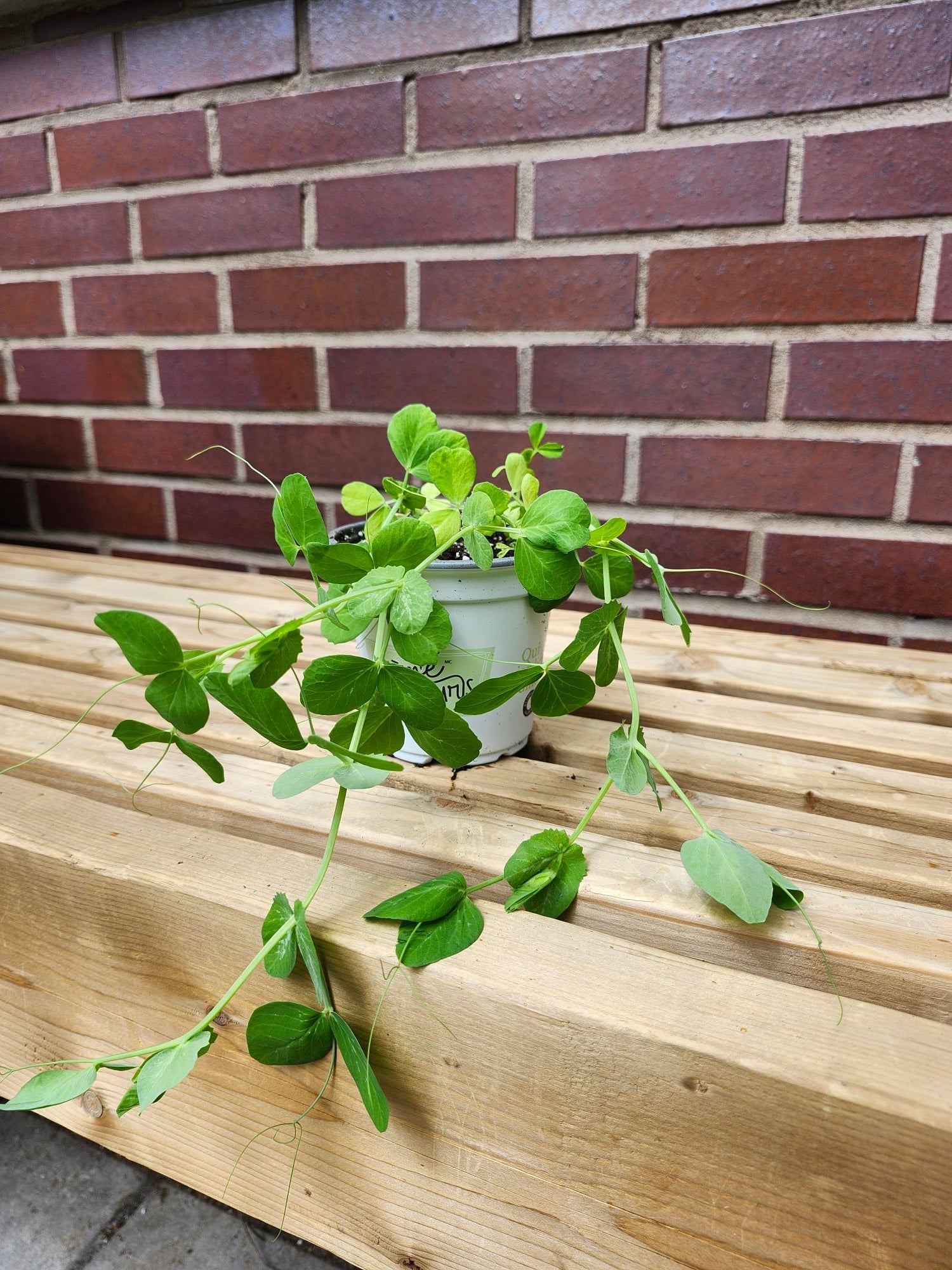 Pois mange - tout - Alma Plantes