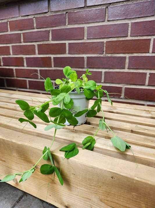 Pois mange - tout - Alma Plantes