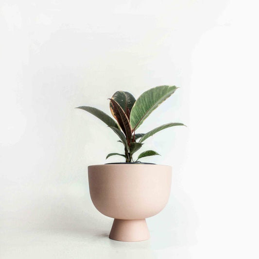 pot Alex - Alma Plantes