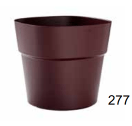 Pot Andromeda - Alma Plantes