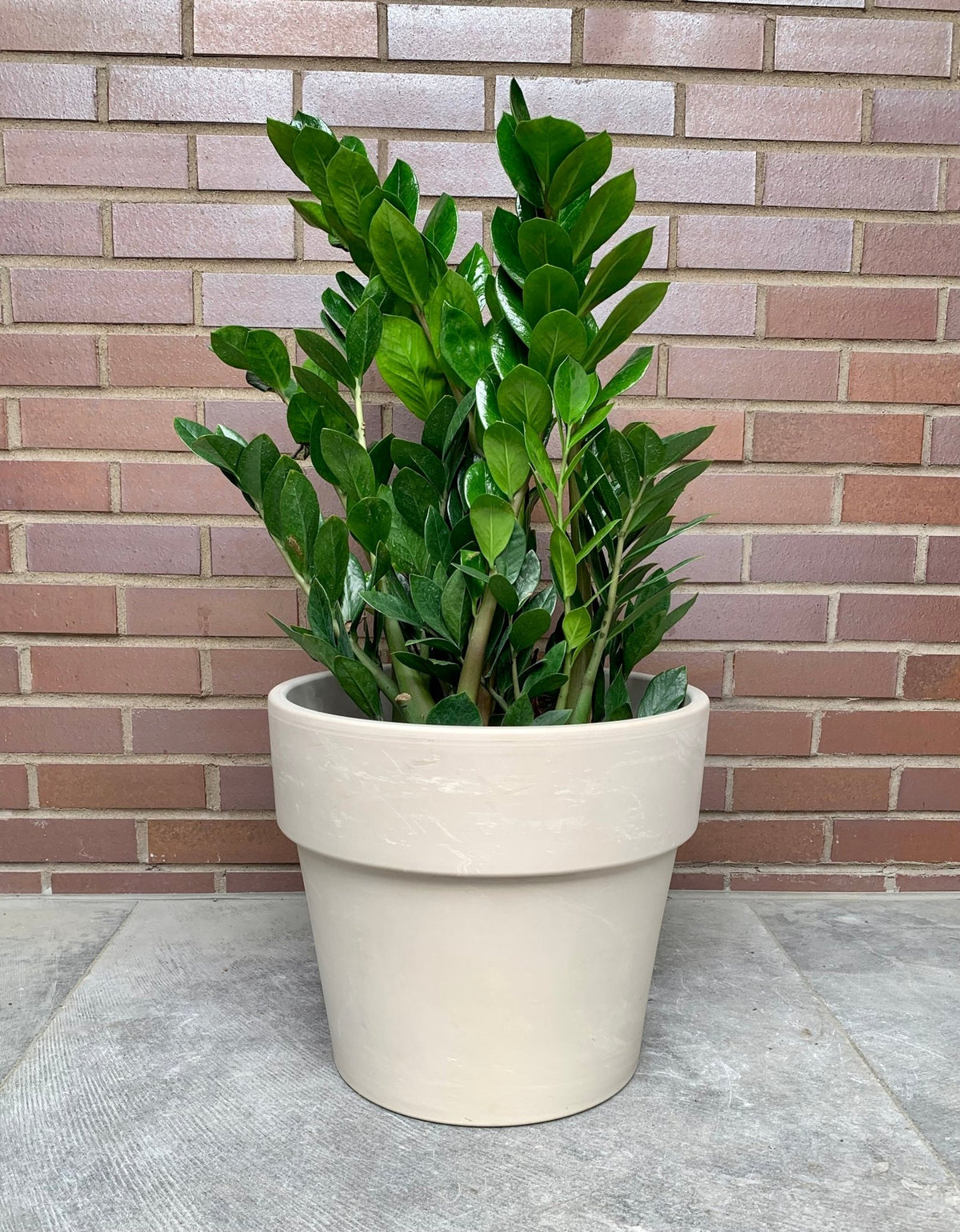 Pot Calima granite – Alma Plantes