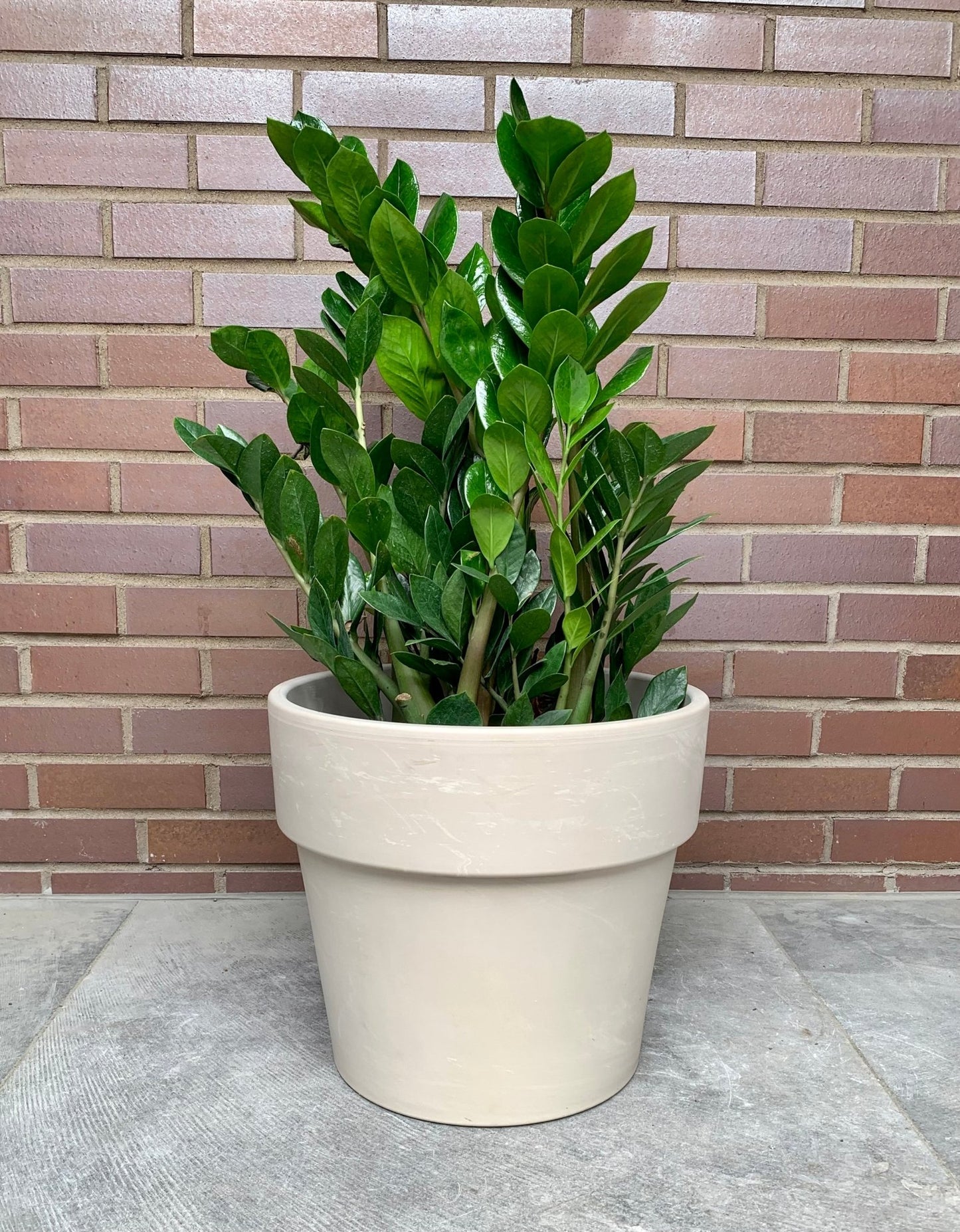 Pot Calima granite - Alma Plantes