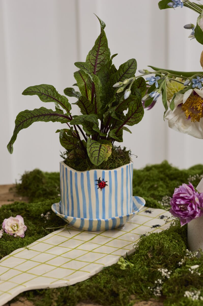 Pot Coccinelle - Alma Plantes