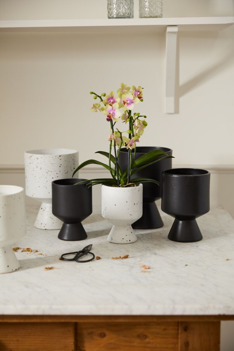 Pot De Vil - coupe - Alma Plantes
