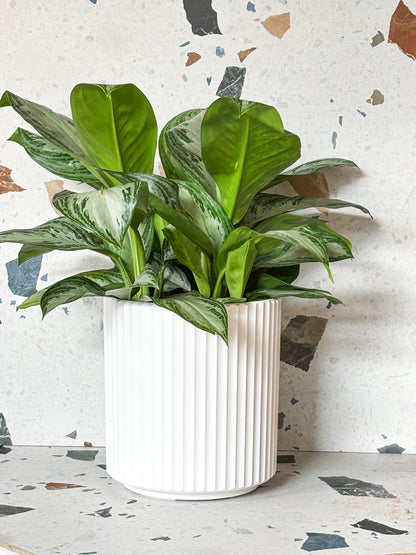 Pot demi - Veradek - Alma Plantes