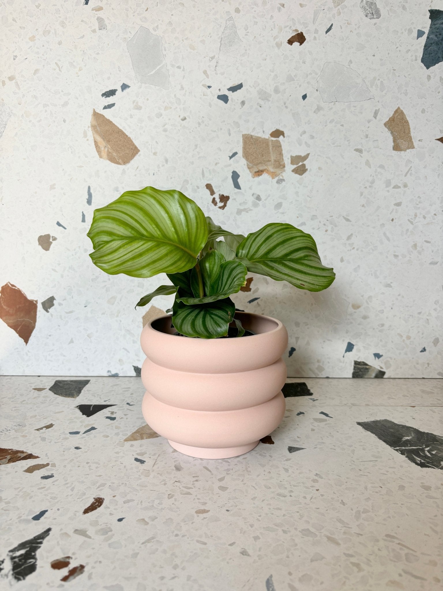 pot Élise - Alma Plantes