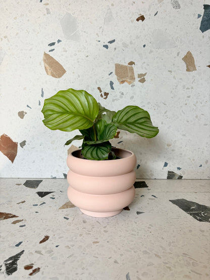 pot Élise - Alma Plantes
