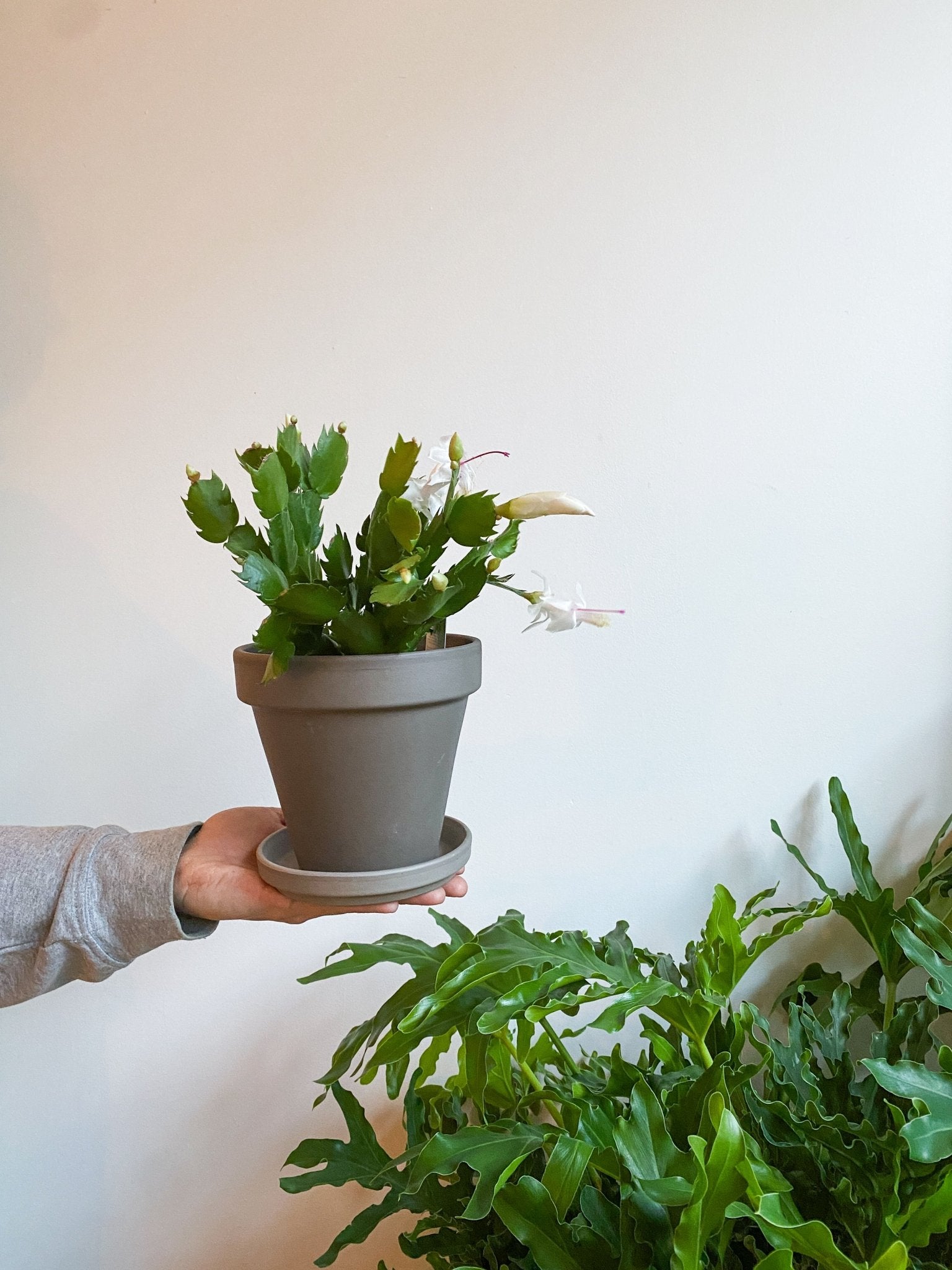 Pot en terre cuite classique - gris - Alma Plantes