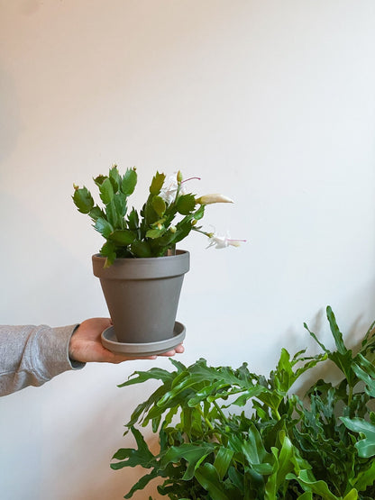 Pot en terre cuite classique - gris - Alma Plantes