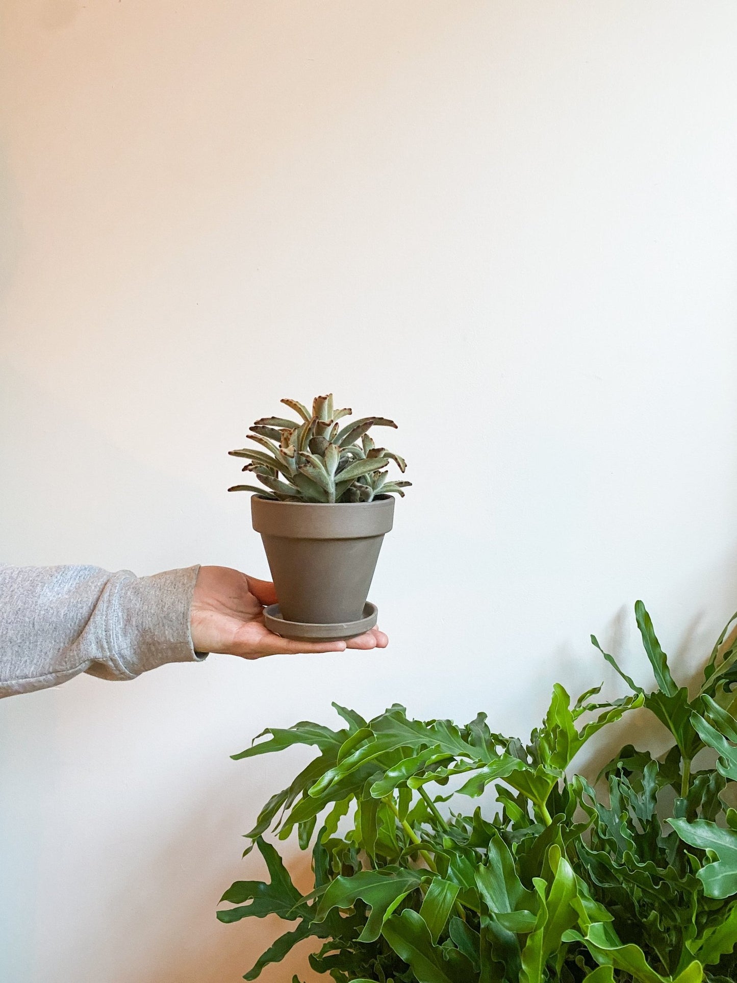 Pot en terre cuite classique - gris - Alma Plantes