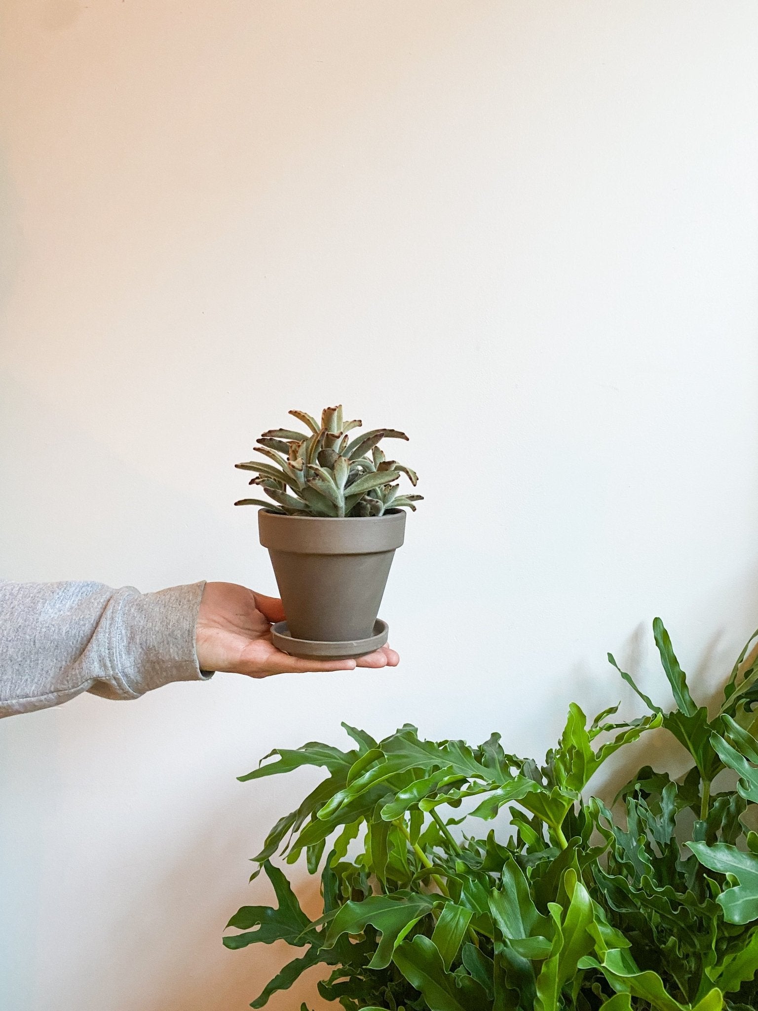 Pot en terre cuite classique - gris - Alma Plantes