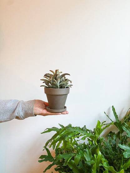 Pot en terre cuite classique - gris - Alma Plantes