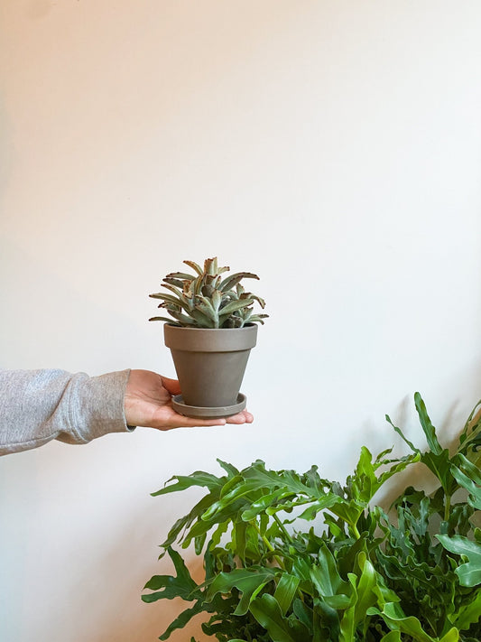 Pot en terre cuite classique - gris - Alma Plantes