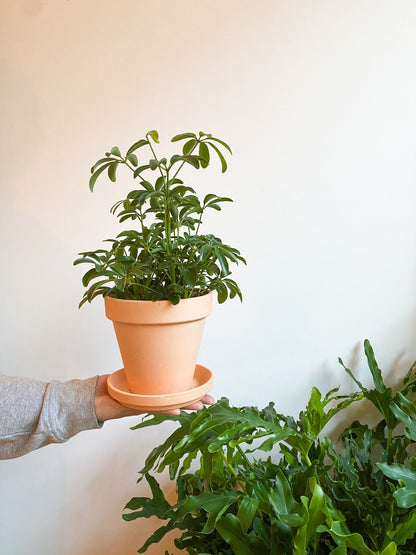 Pot en terre cuite classique - vieux rose - Alma Plantes