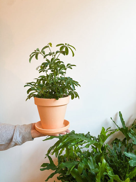 Pot en terre cuite classique - vieux rose - Alma Plantes