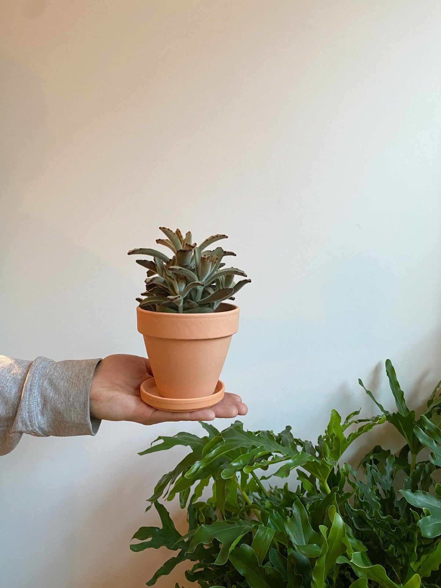 Pot en terre cuite classique - vieux rose - Alma Plantes