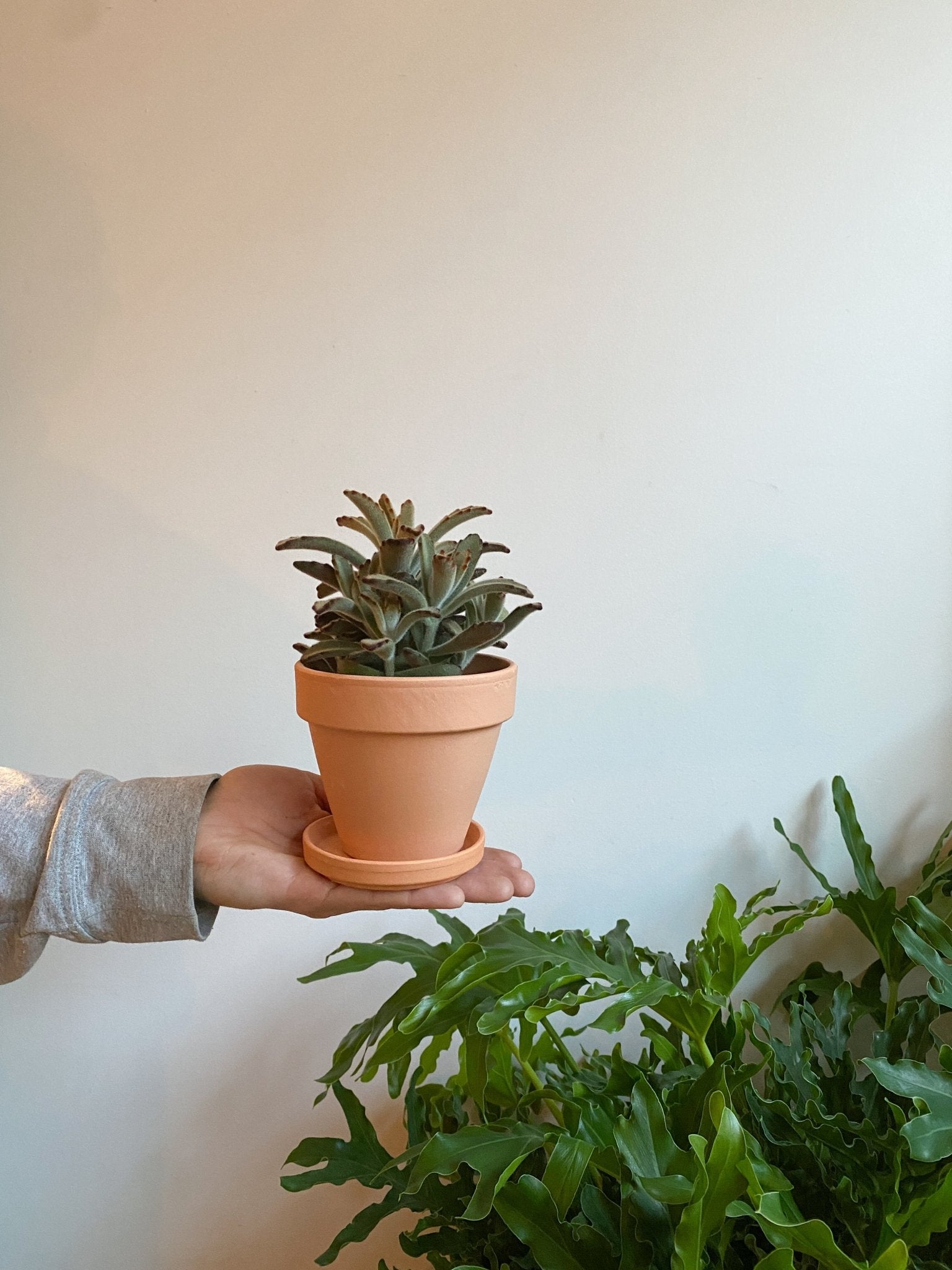 Pot en terre cuite classique - vieux rose - Alma Plantes