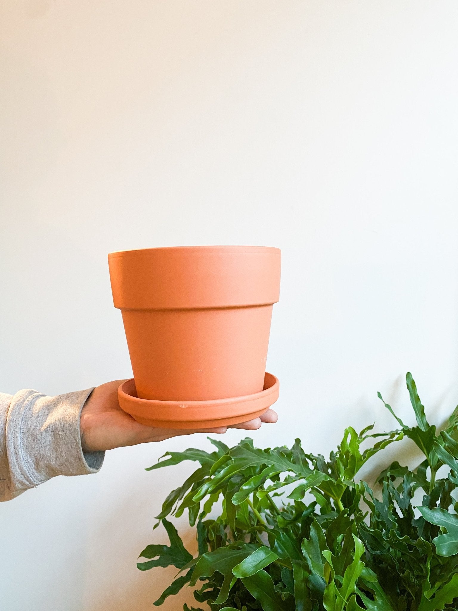 Pot en terre cuite cylindre - Alma Plantes