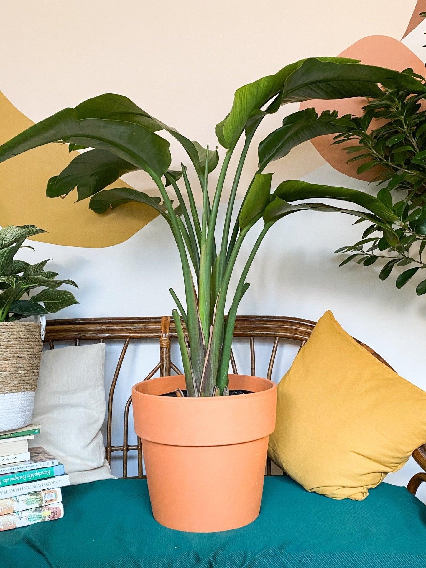 Pot en terre cuite cylindre - Alma Plantes