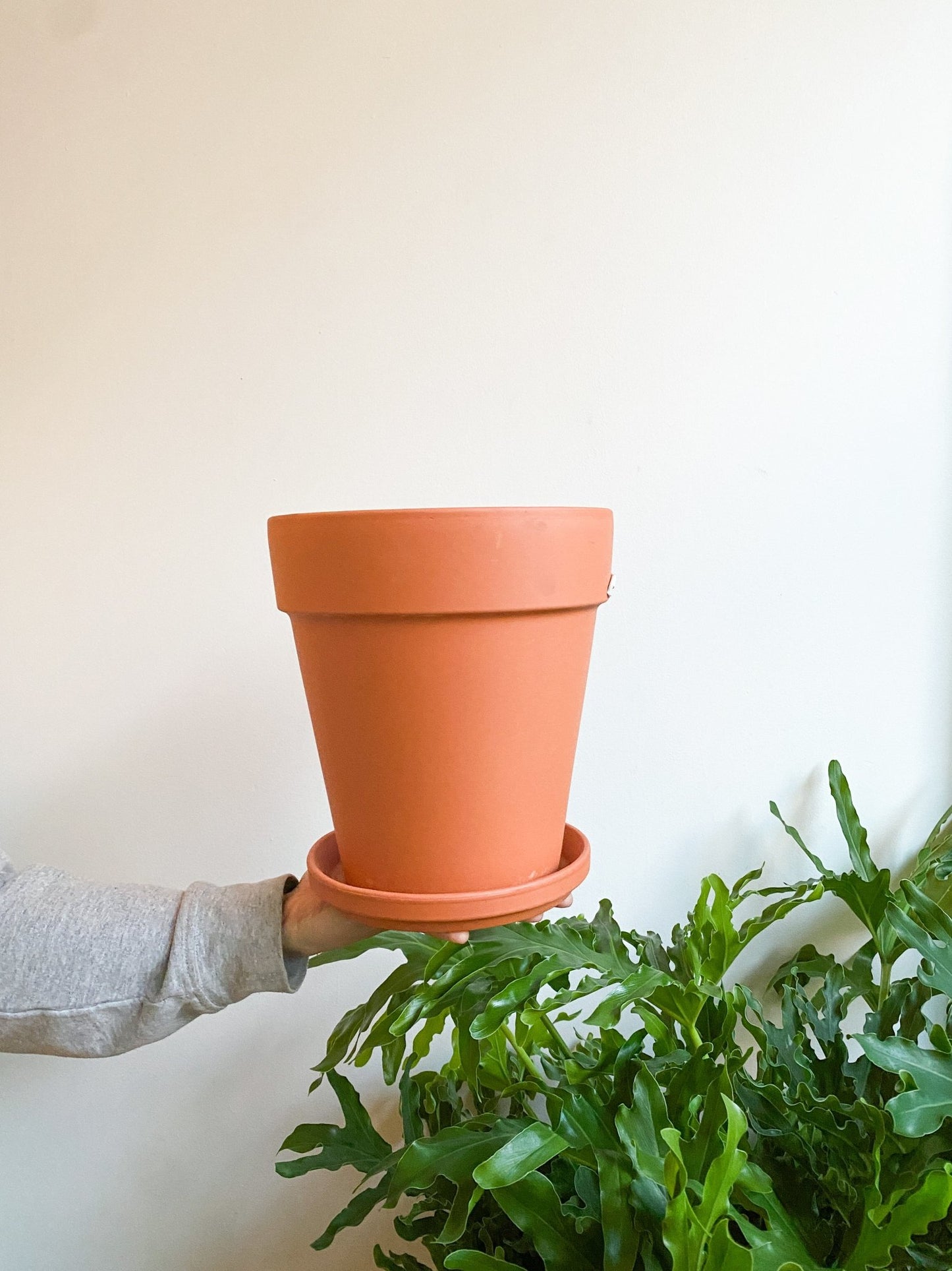 Pot en terre cuite - XL - Alma Plantes