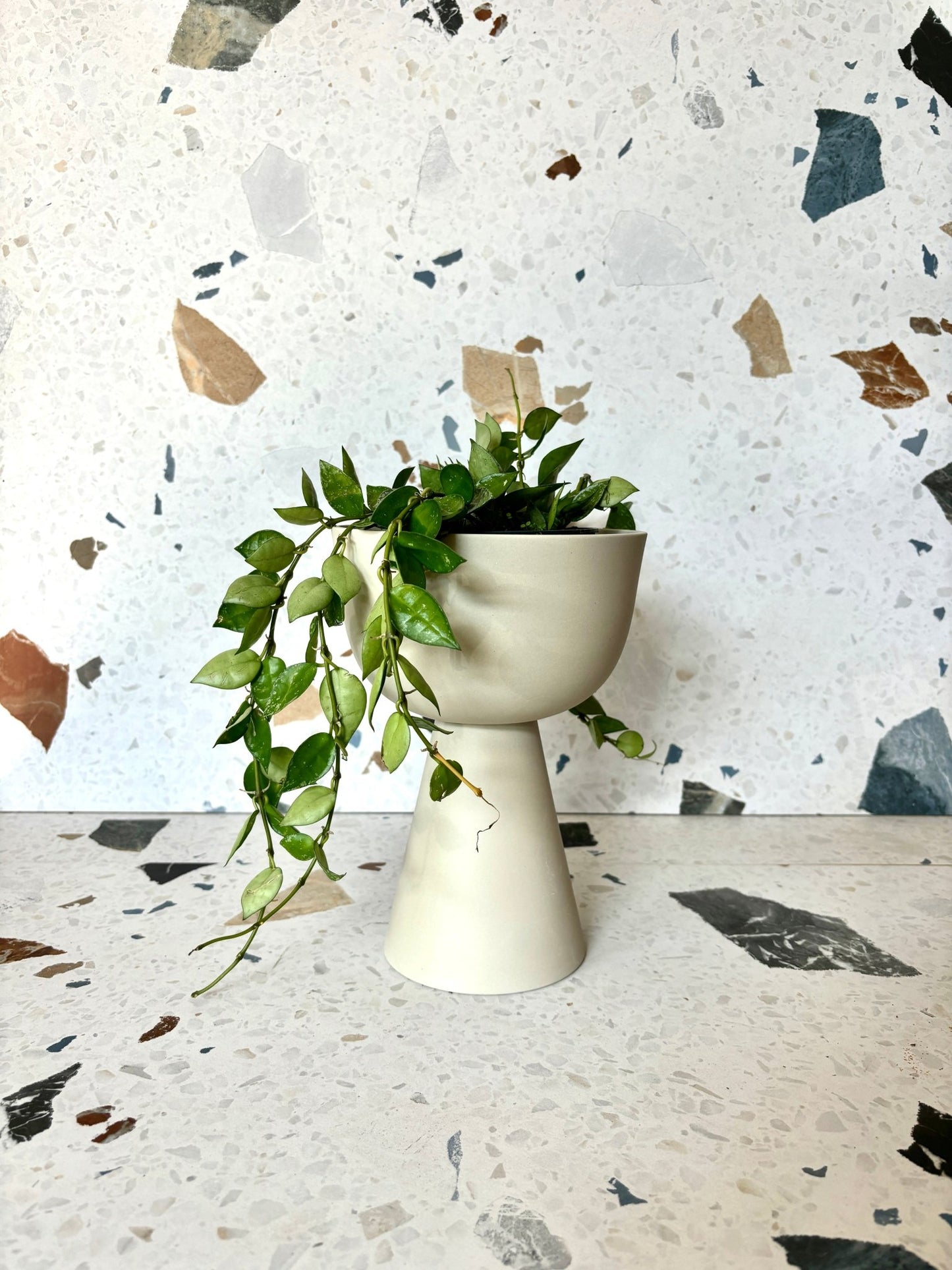pot Guillaume - Alma Plantes