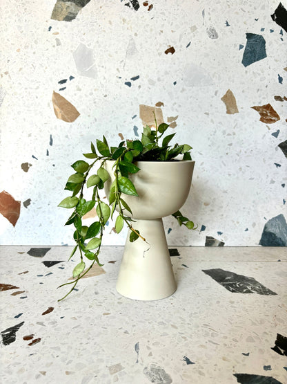 pot Guillaume - Alma Plantes