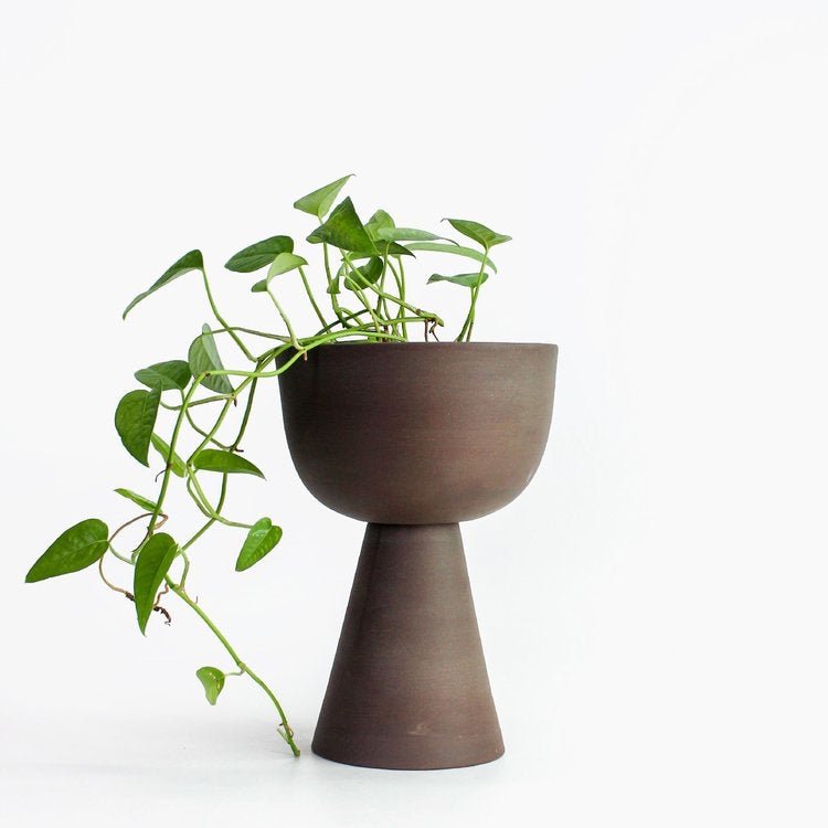 pot Guillaume - Alma Plantes