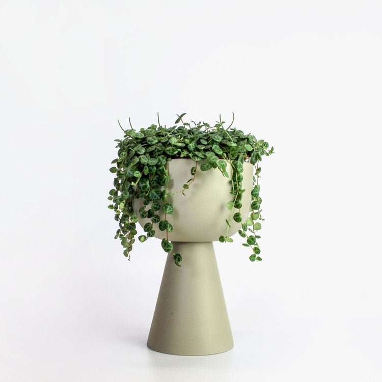 pot Guillaume - Alma Plantes