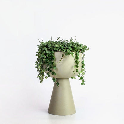 pot Guillaume - Alma Plantes