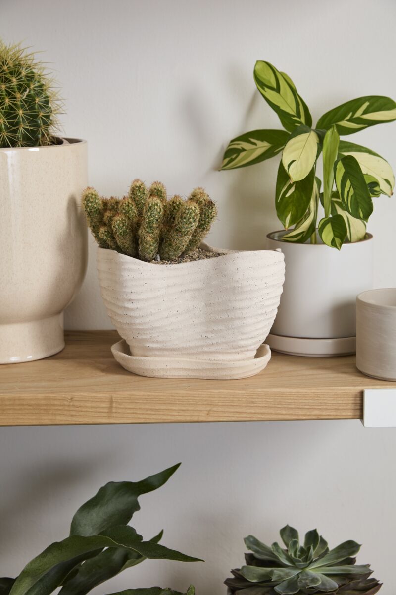 Pot Highland - Alma Plantes