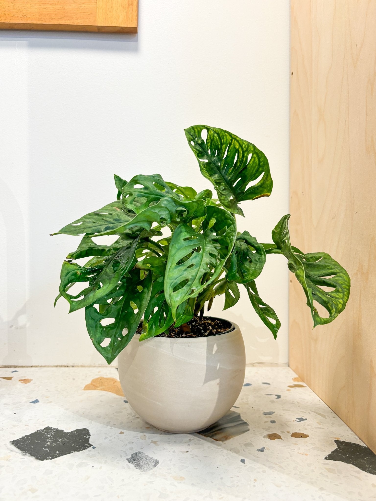 Pot Luna - Alma Plantes