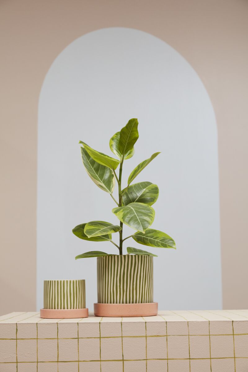 Pot Melancia - Alma Plantes