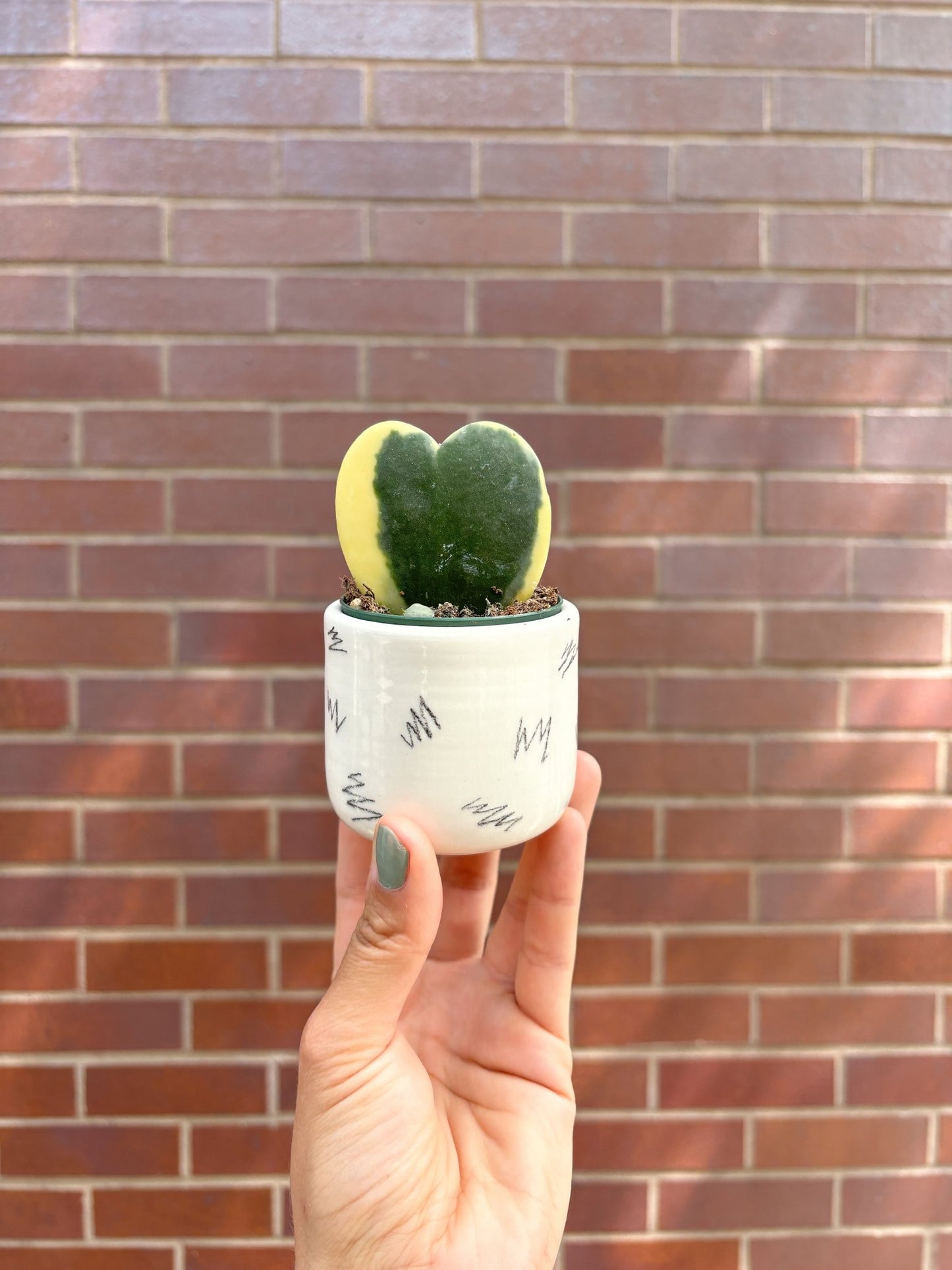 Pot mini - Alma Plantes