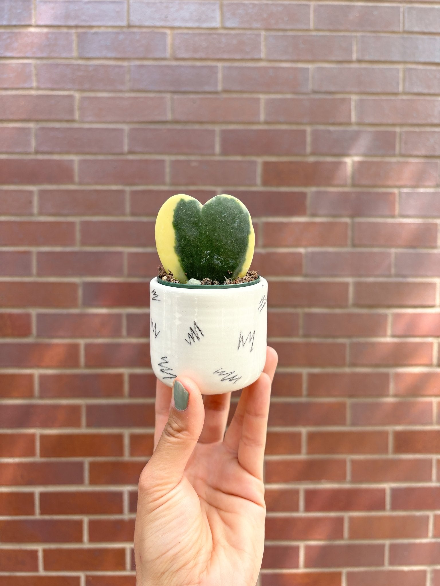 Pot mini - Alma Plantes