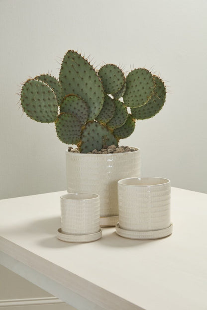 Pot Morse - Alma Plantes