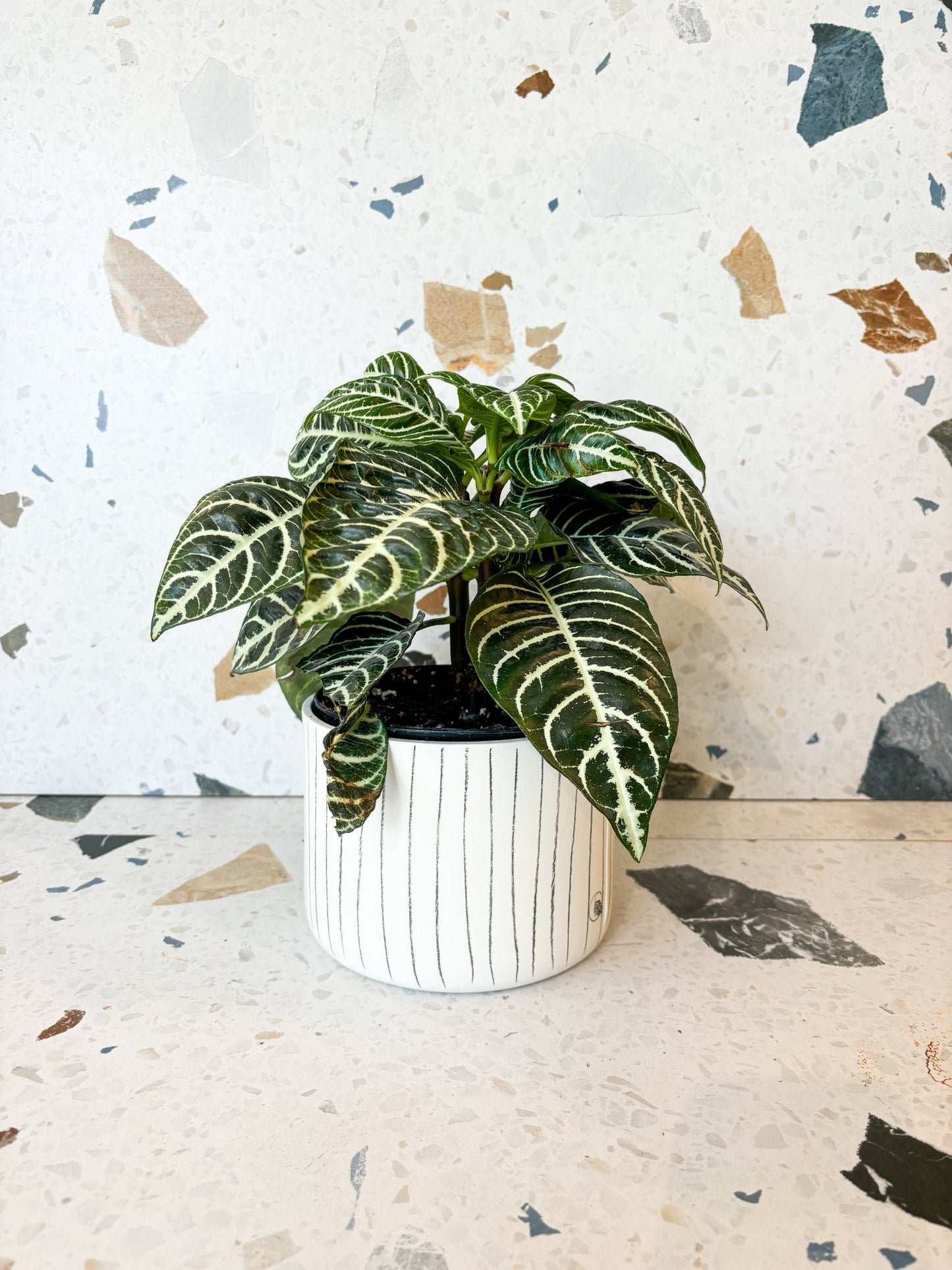 Pot neptune - Alma Plantes