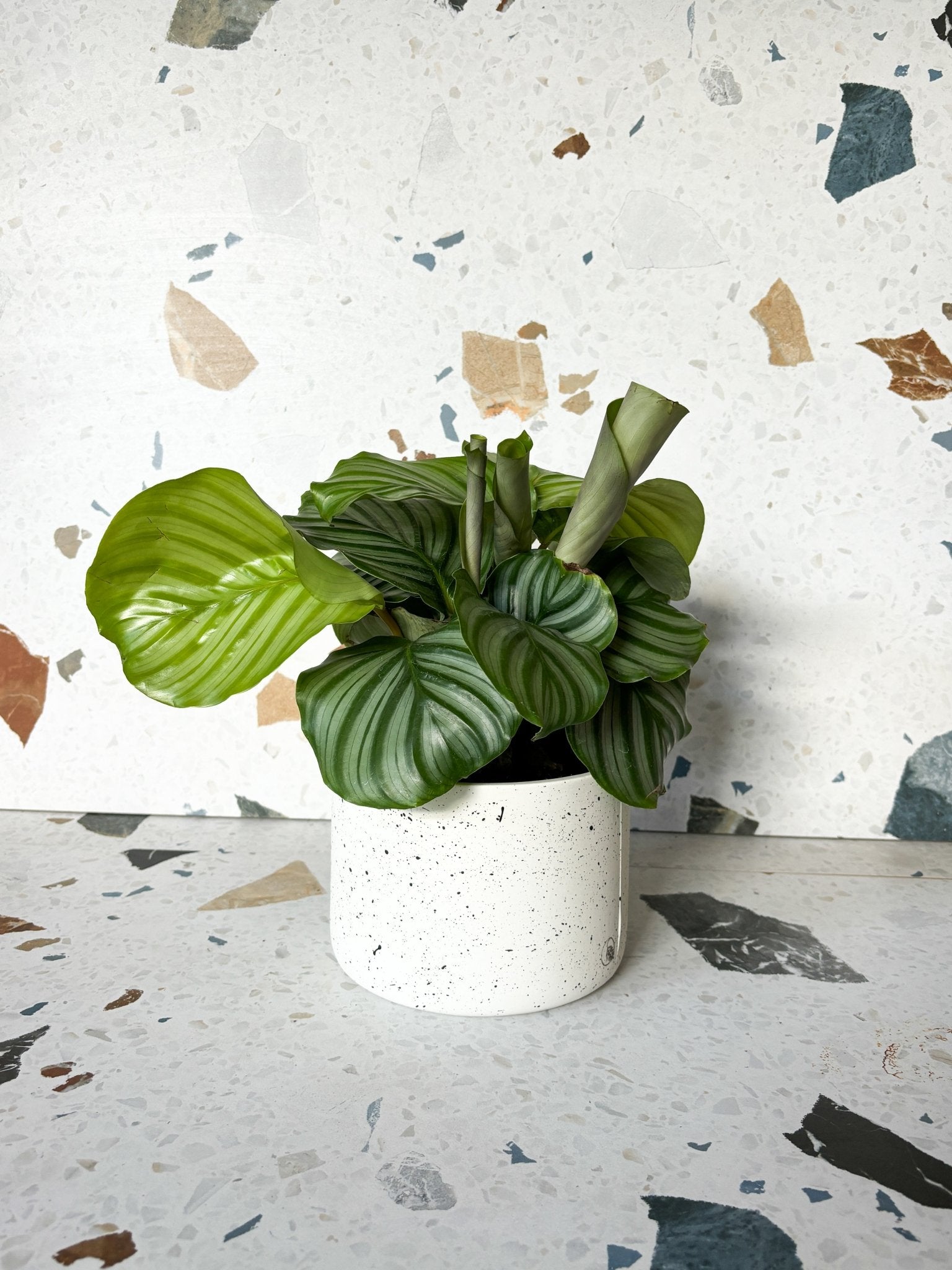 Pot neptune - Alma Plantes