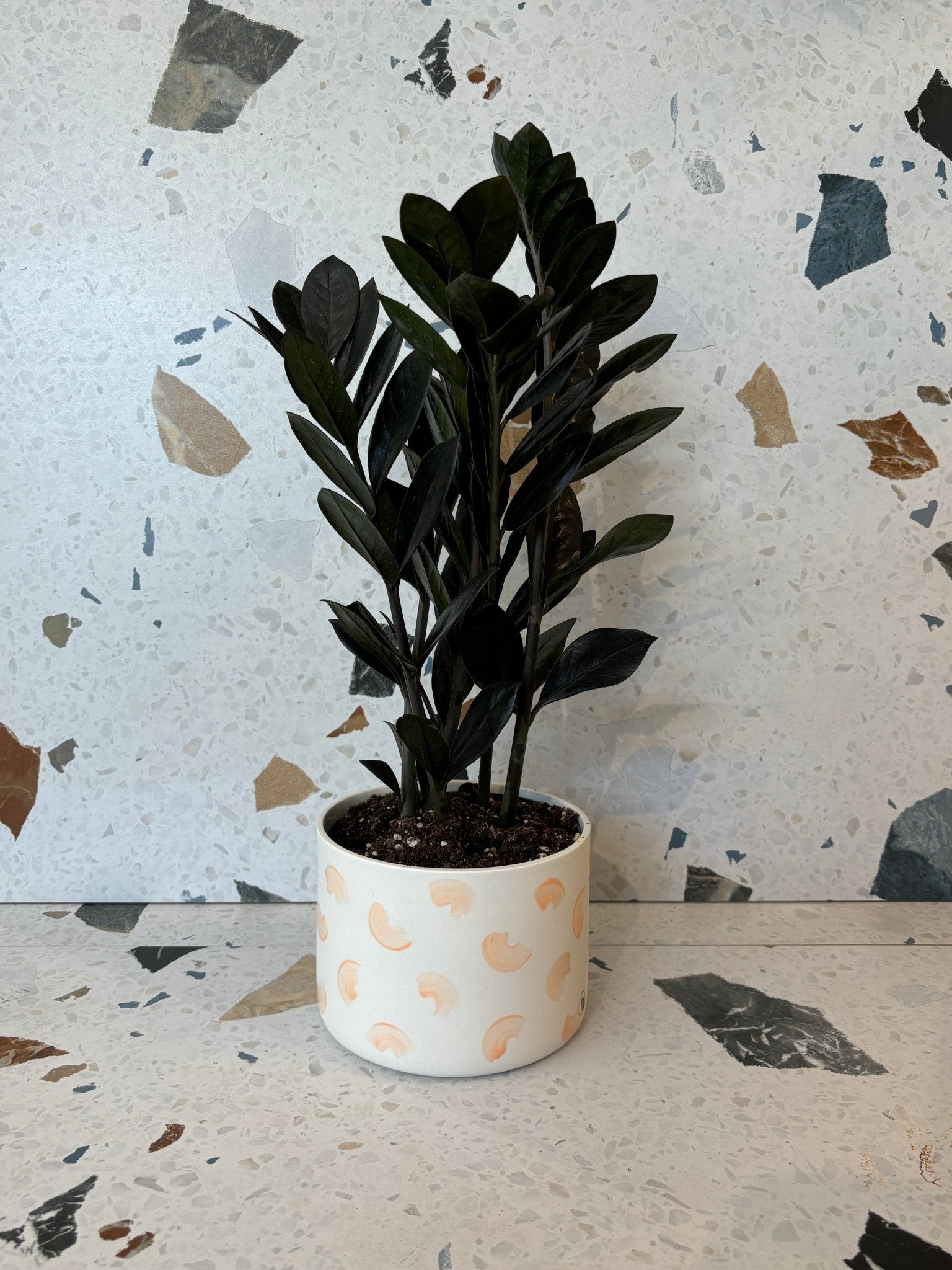 Pot neptune - Alma Plantes