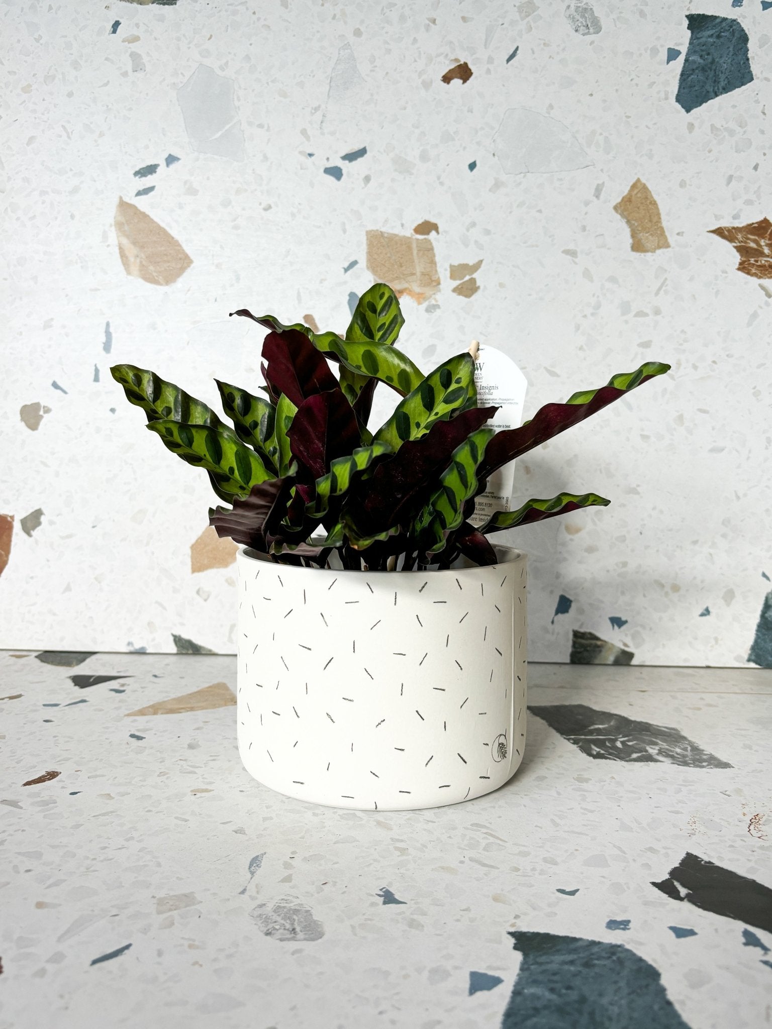 Pot neptune - Alma Plantes