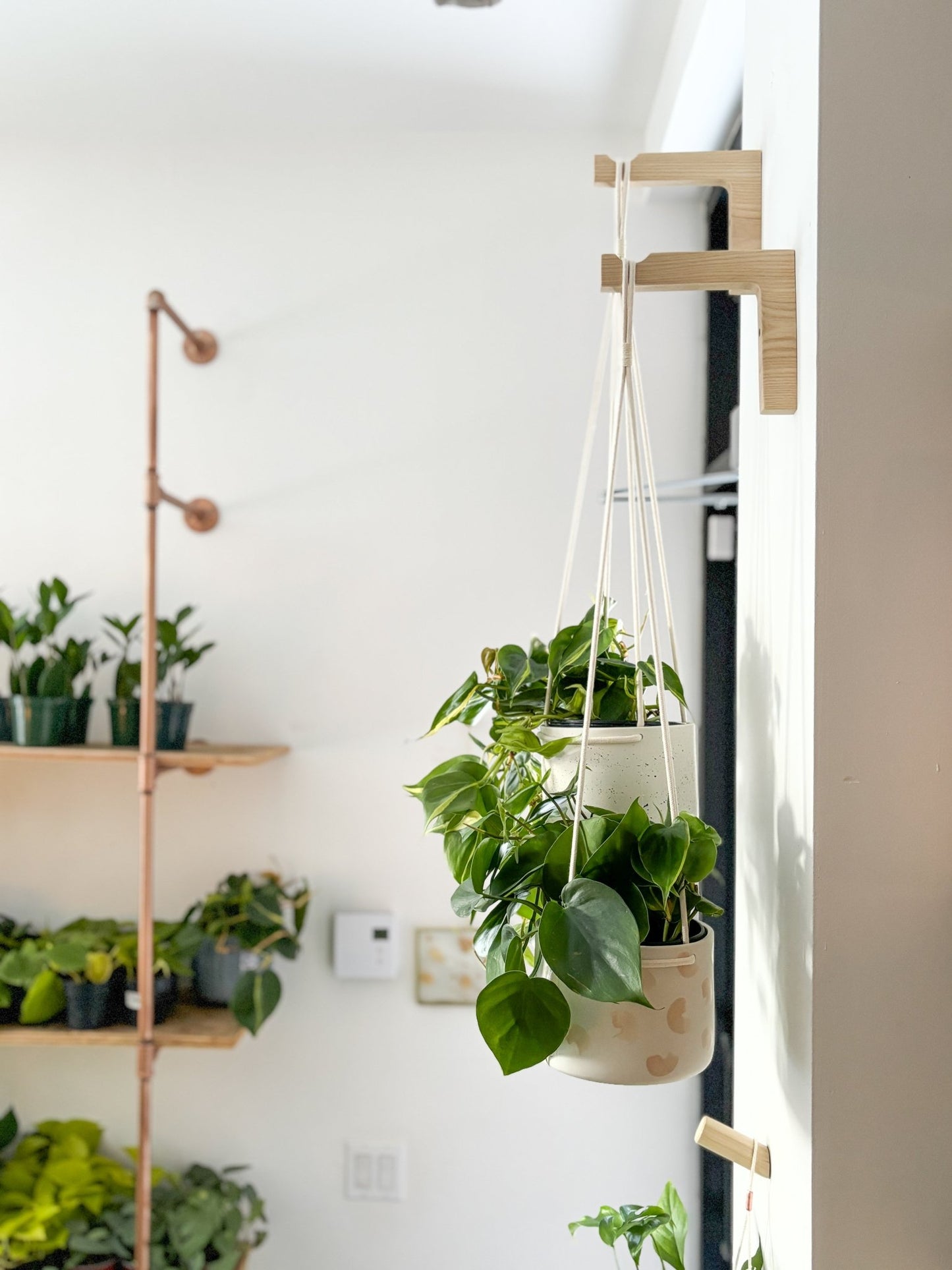 Pot neptune suspendu - Alma Plantes