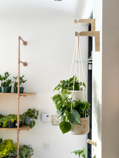 Pot neptune suspendu - Alma Plantes