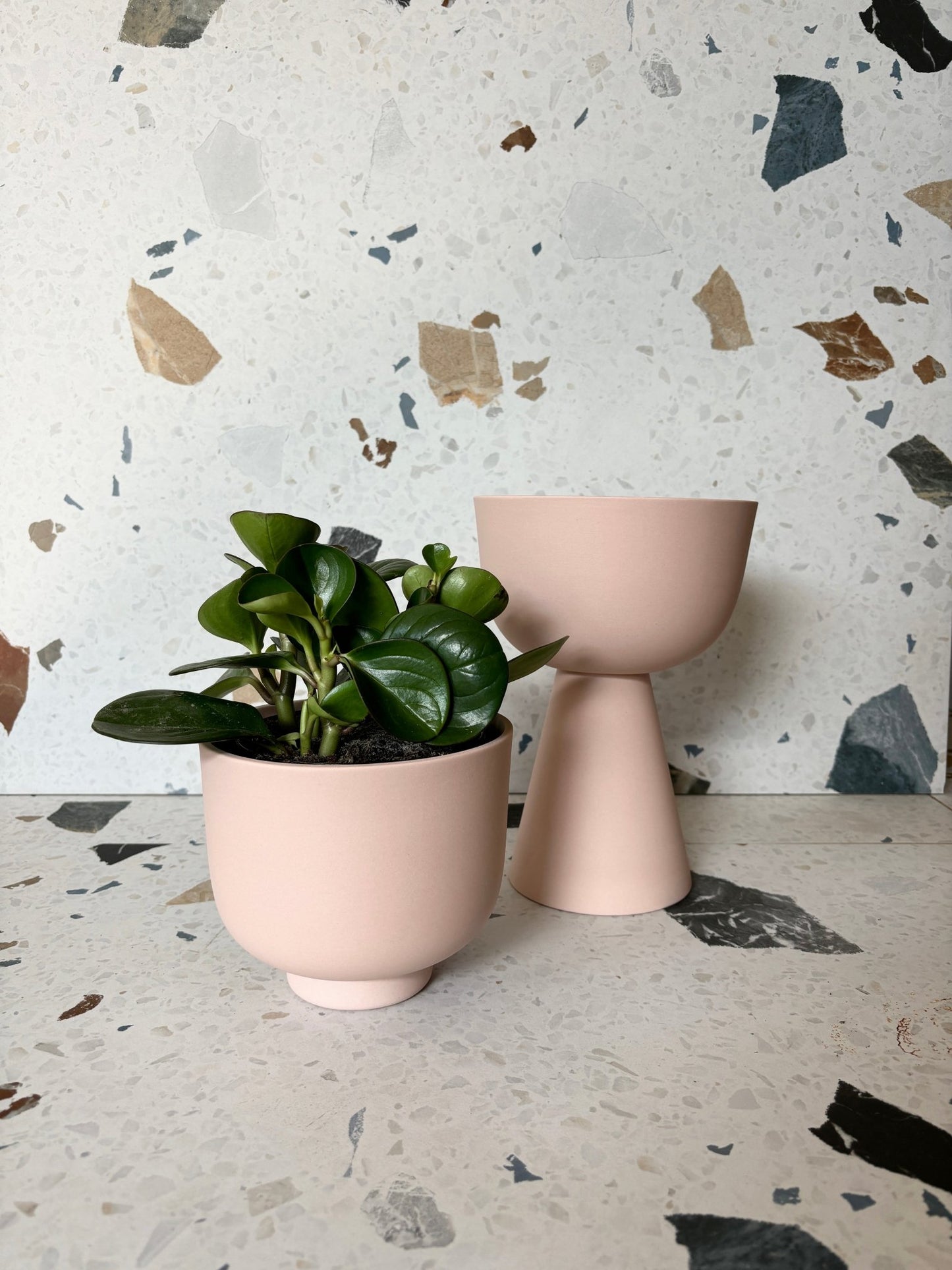 pot Rudy - Alma Plantes