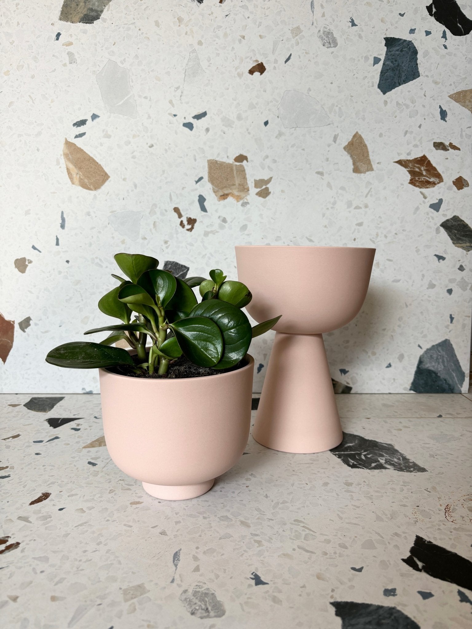 pot Rudy - Alma Plantes