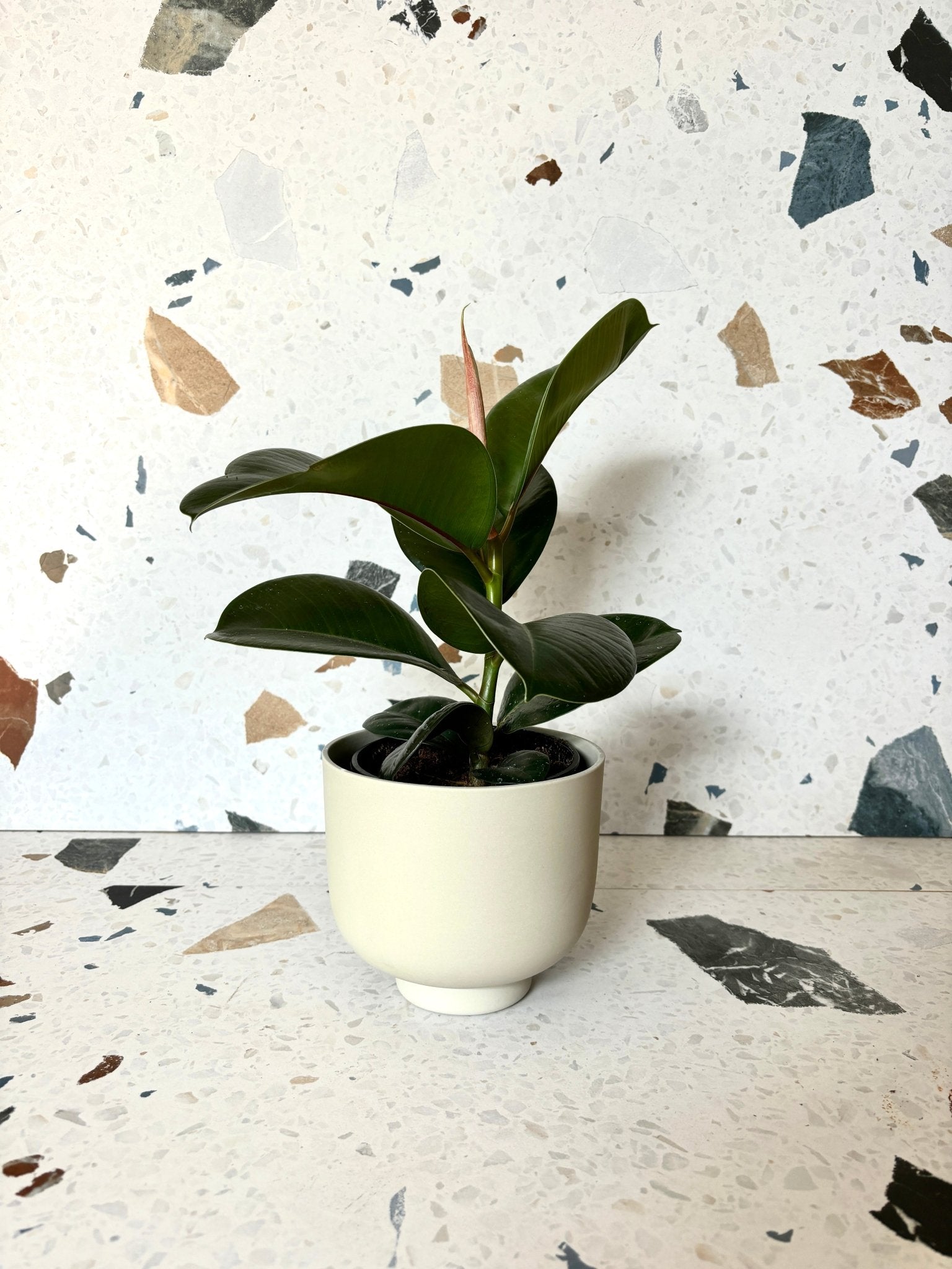 pot Rudy - Alma Plantes