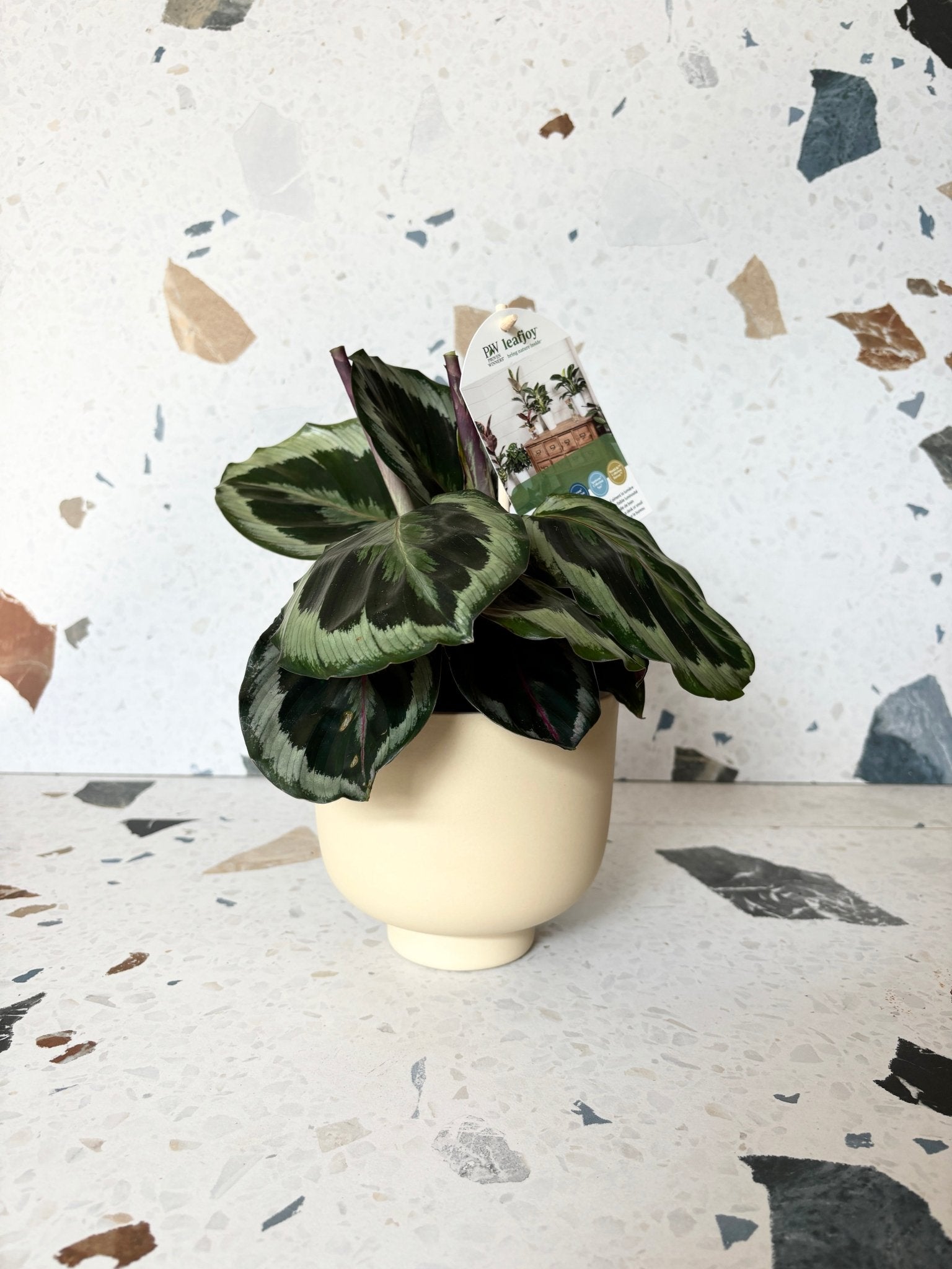 pot Rudy - Alma Plantes