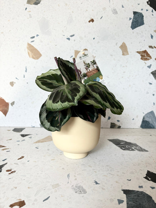 pot Rudy - Alma Plantes